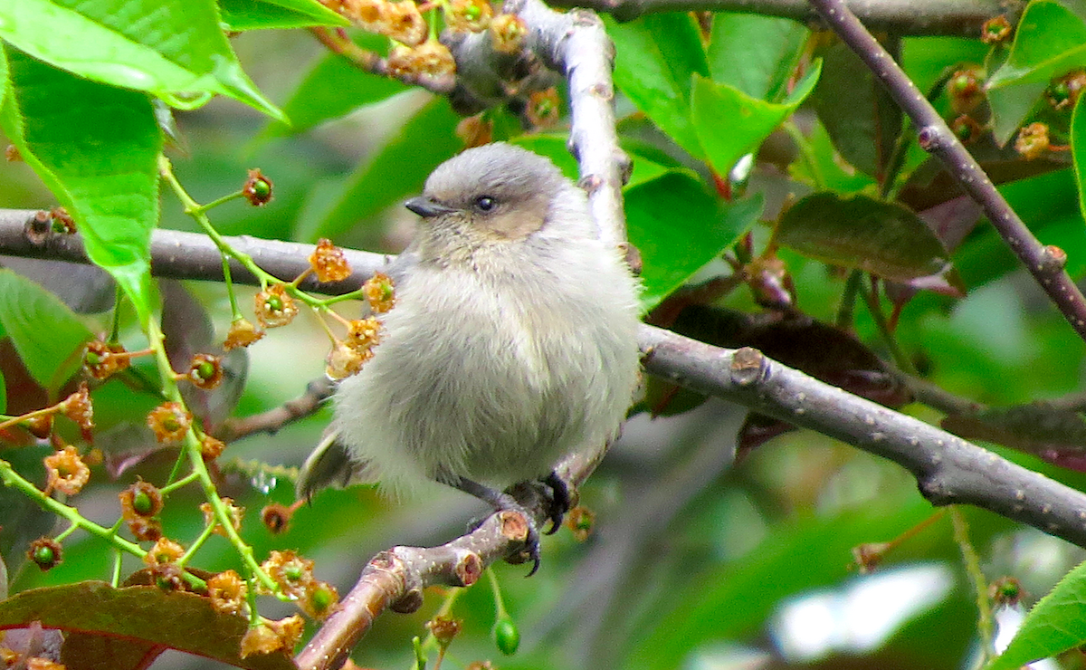 Bushtit - ML57441521