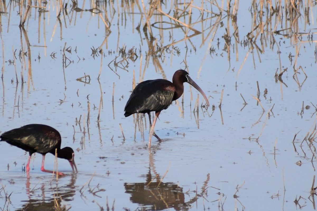 ibis hnědý - ML574415241
