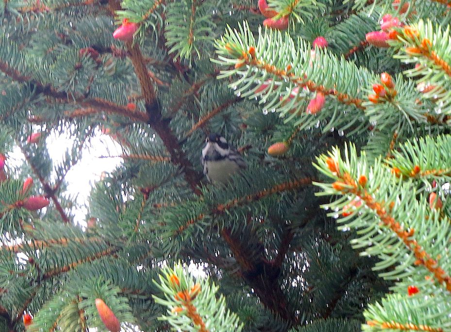 Black-throated Gray Warbler - ML57441631