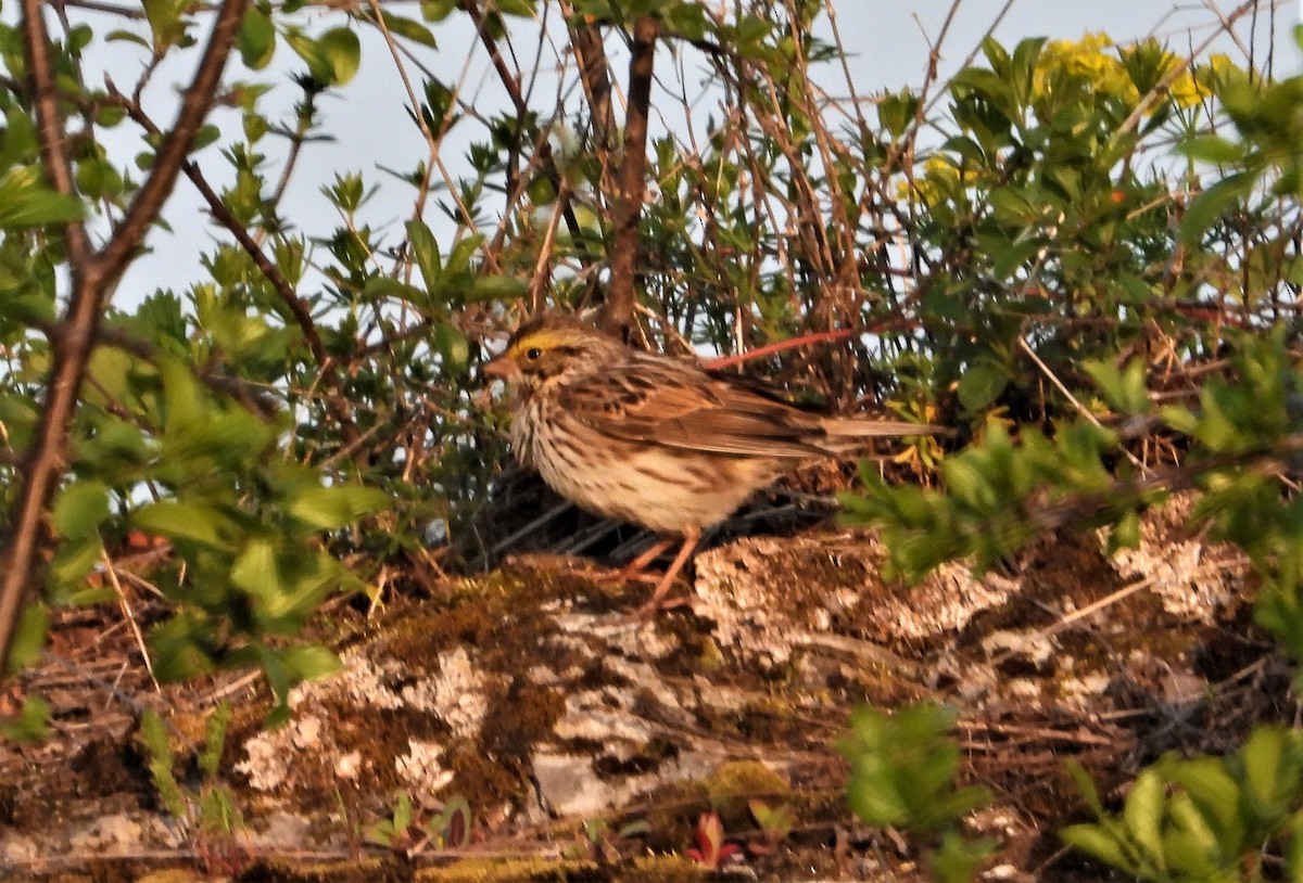 Savannah Sparrow - ML574417321