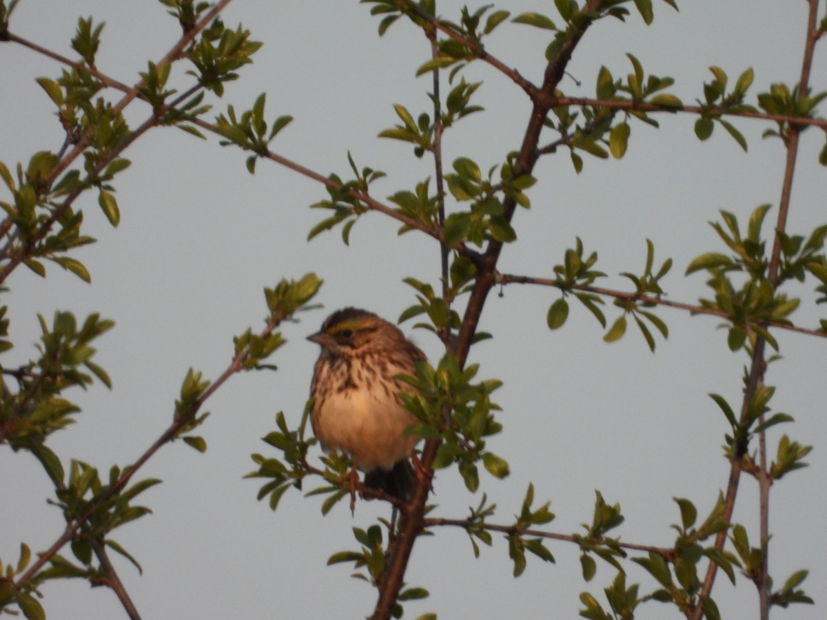 Savannah Sparrow - ML574417531