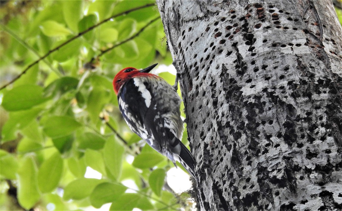 Red-breasted Sapsucker - ML574418331