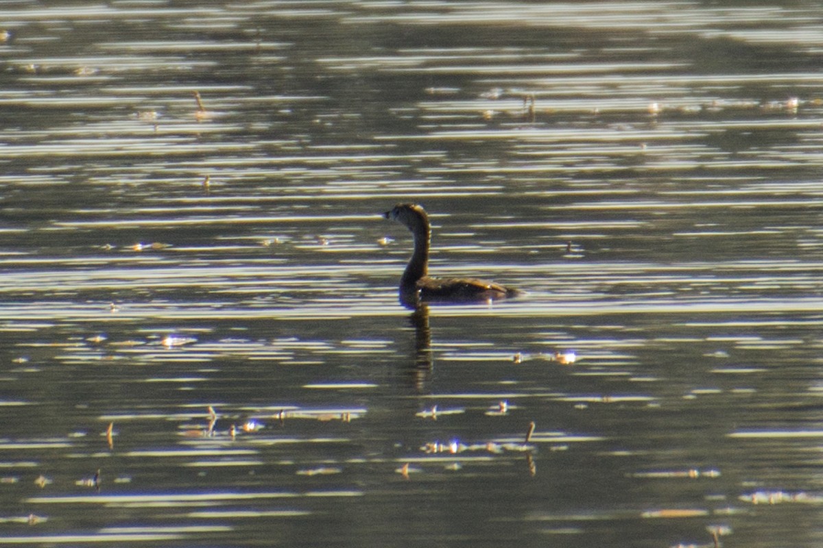 Pied-billed Grebe - ML574419701