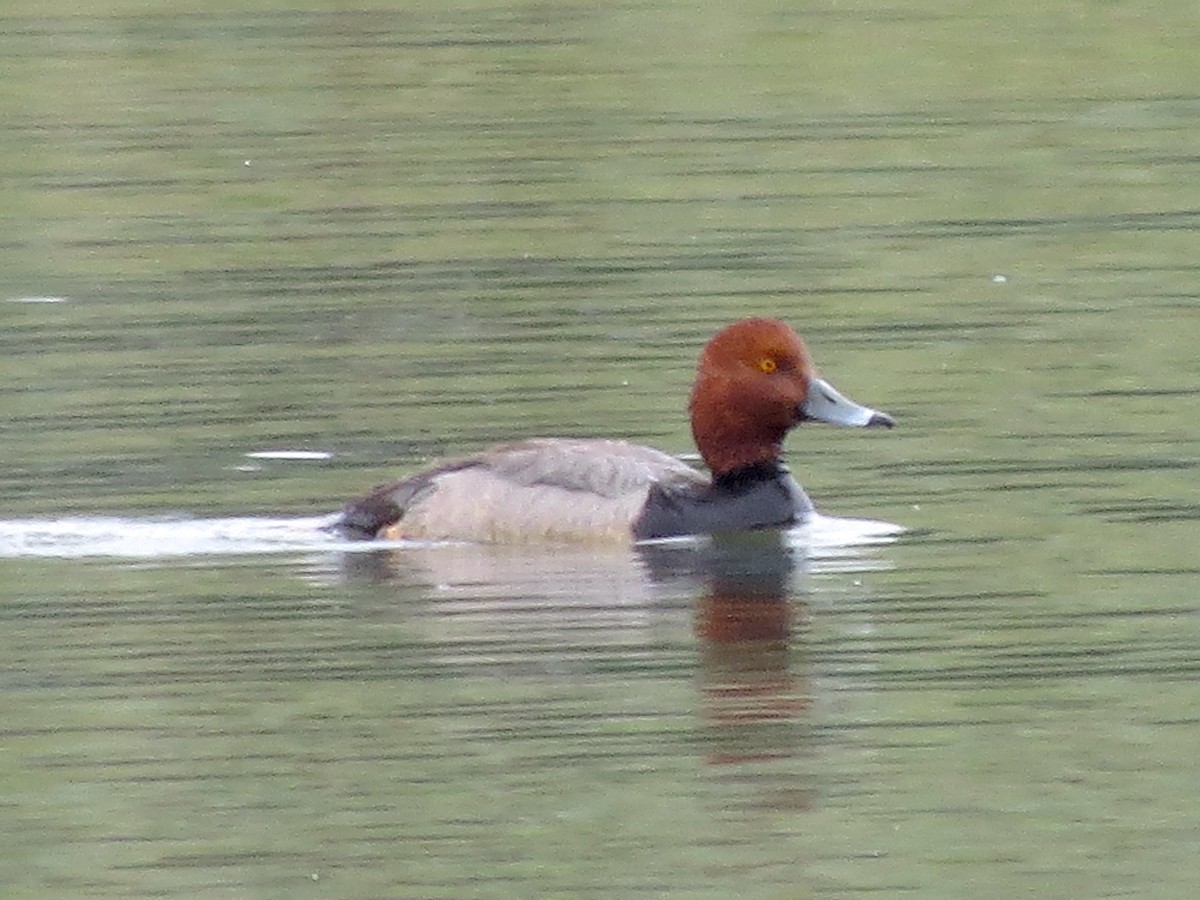 Redhead - ML57442001