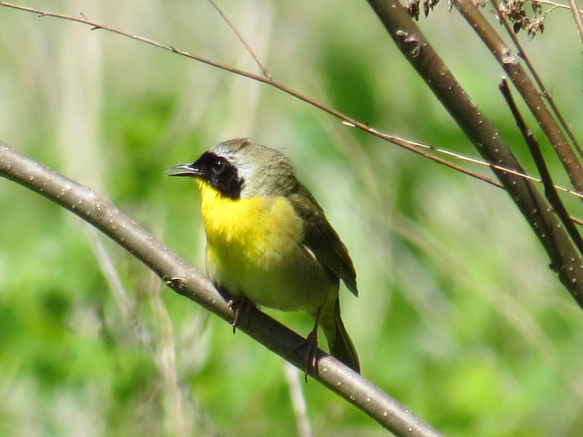 Common Yellowthroat - Michael L Crouse