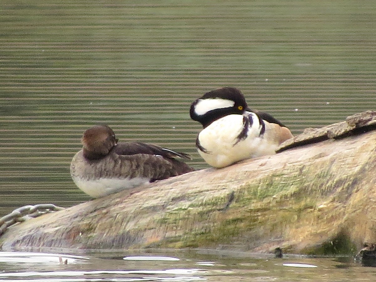 Hooded Merganser - ML57442051