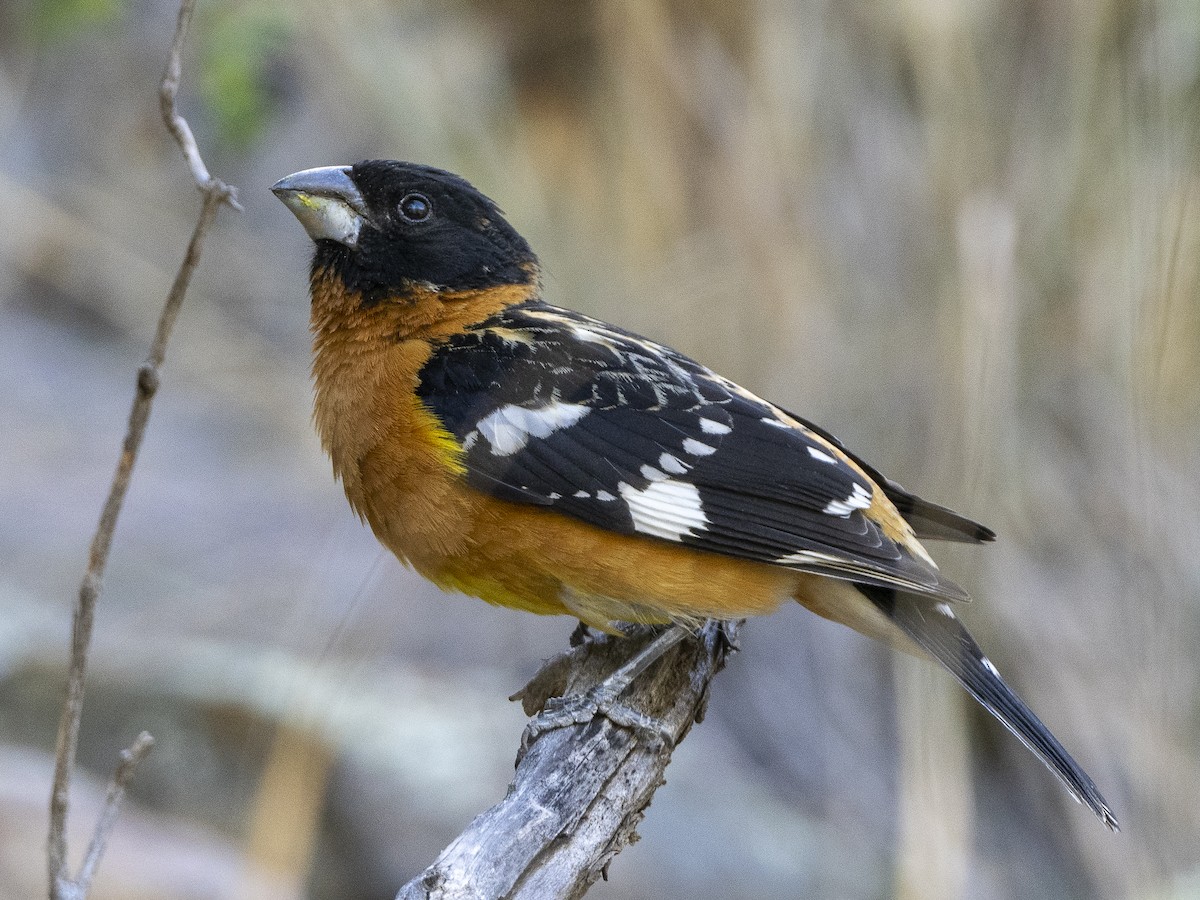 Black-headed Grosbeak - ML574420801