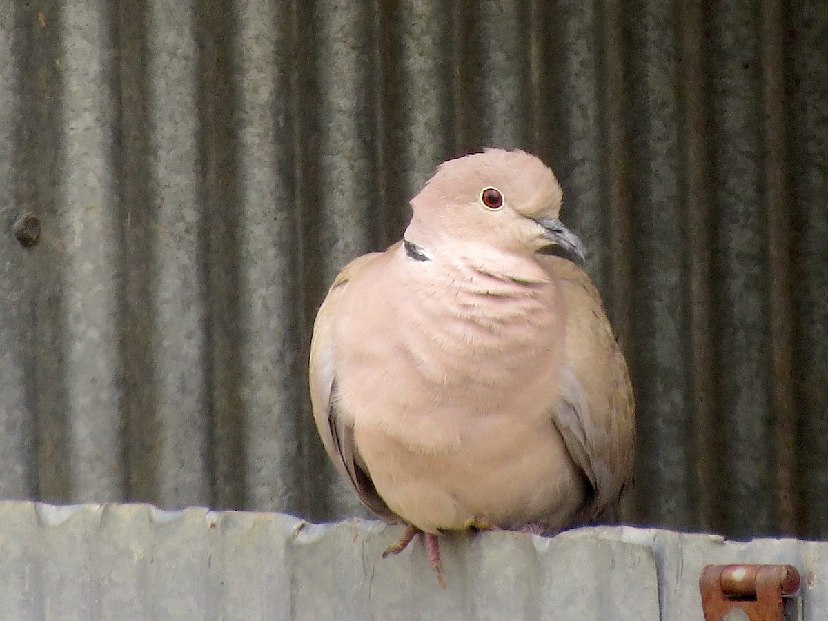 Eurasian Collared-Dove - ML57442141