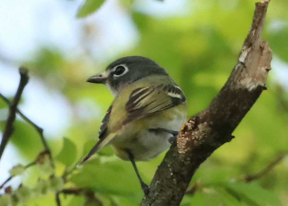 Blue-headed Vireo - Dick Bierman