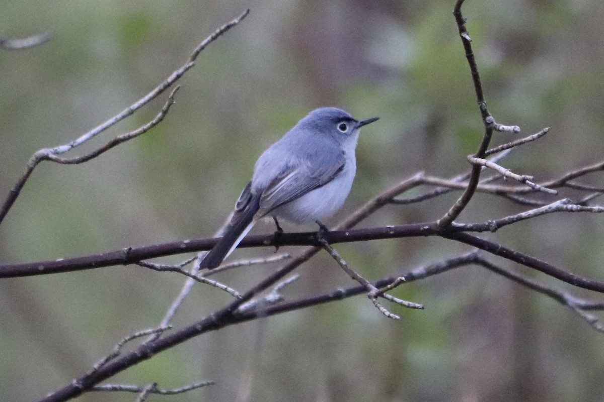 Blue-gray Gnatcatcher - ML574422701