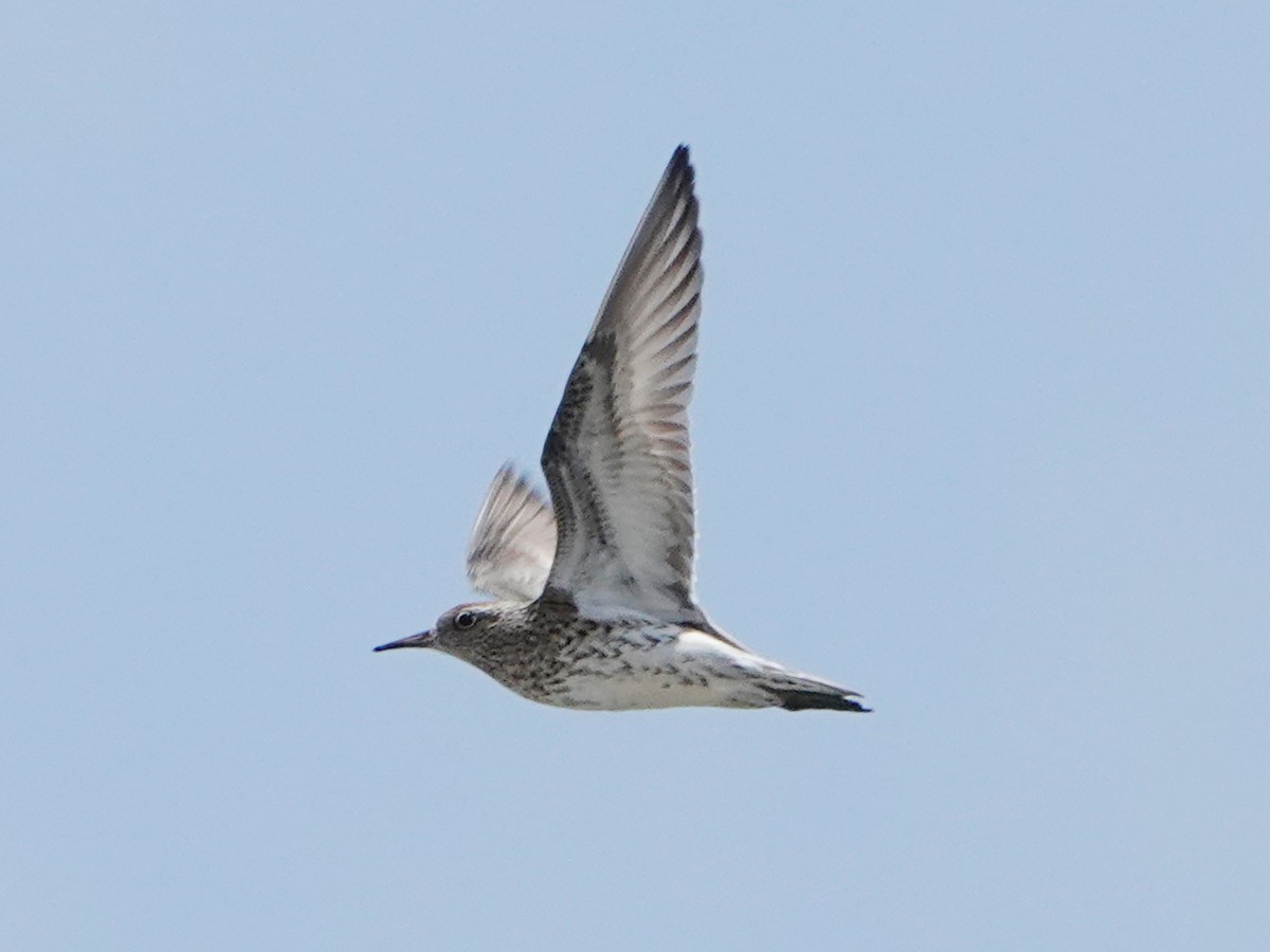 Sharp-tailed Sandpiper - Barry Reed