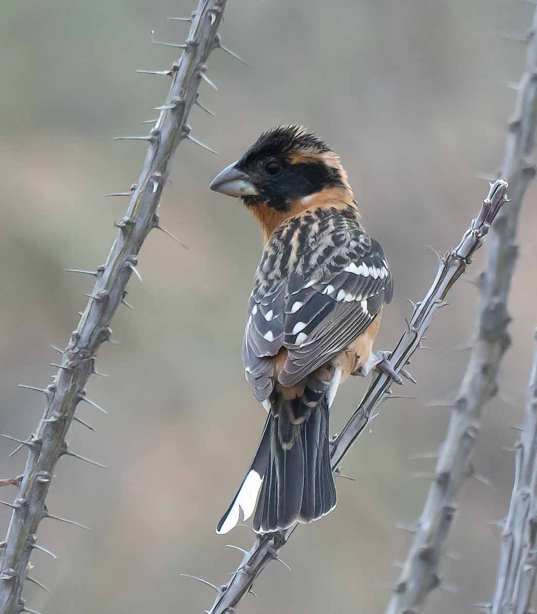 Black-headed Grosbeak - ML574423421