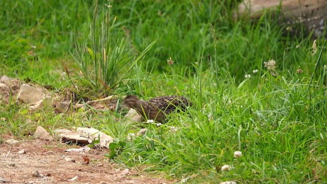 Tinamou curvirostre - ML574424011