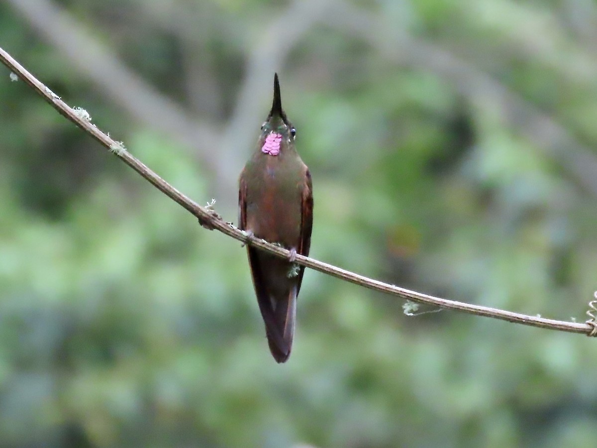 Fawn-breasted Brilliant - ML574426891