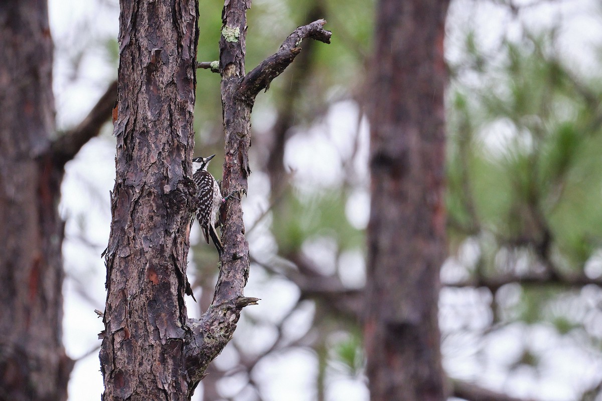 Red-cockaded Woodpecker - Juniper Curtis