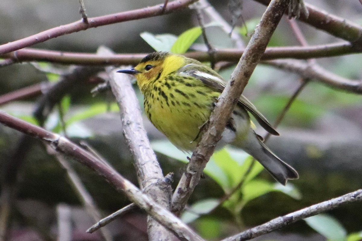 Cape May Warbler - ML574428251