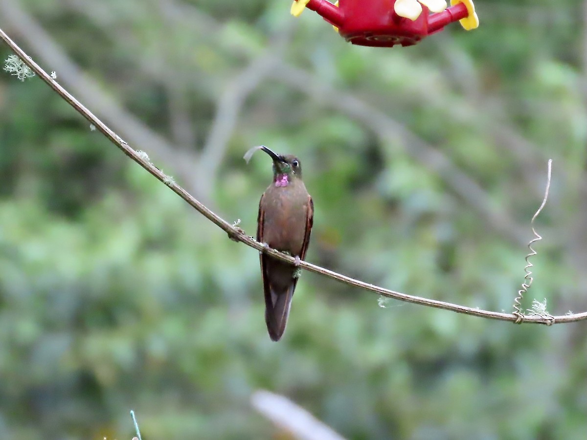 Fawn-breasted Brilliant - ML574428711