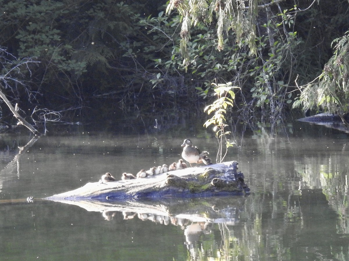 Wood Duck - ML574428991