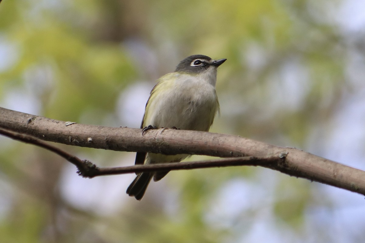 Blue-headed Vireo - ML574429071