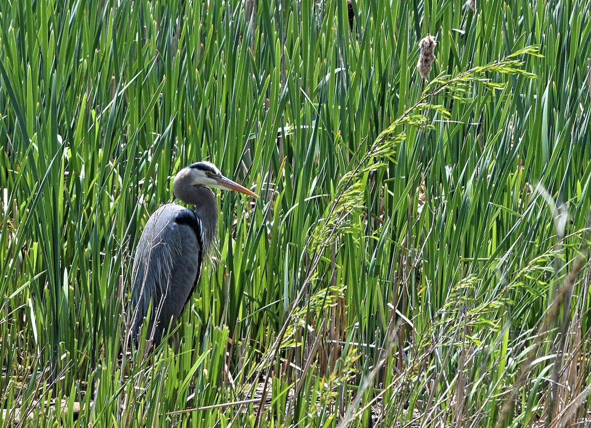 Great Blue Heron - ML574429711