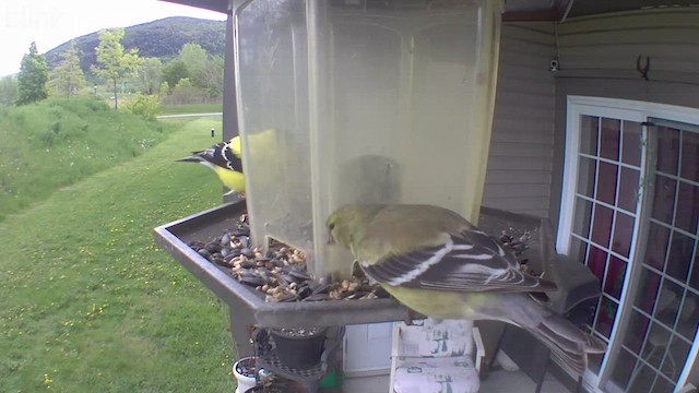 American Goldfinch - ML574430091