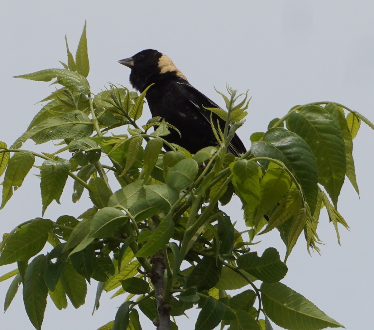 bobolink americký - ML574432701