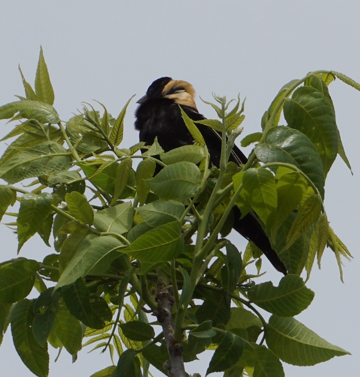 bobolink americký - ML574432711