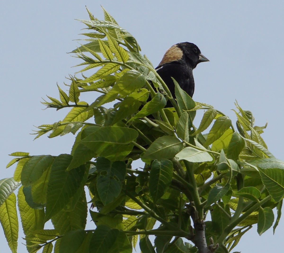 bobolink americký - ML574432731