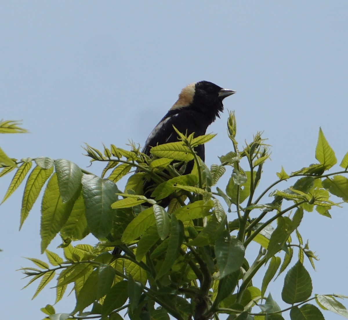 bobolink americký - ML574432741