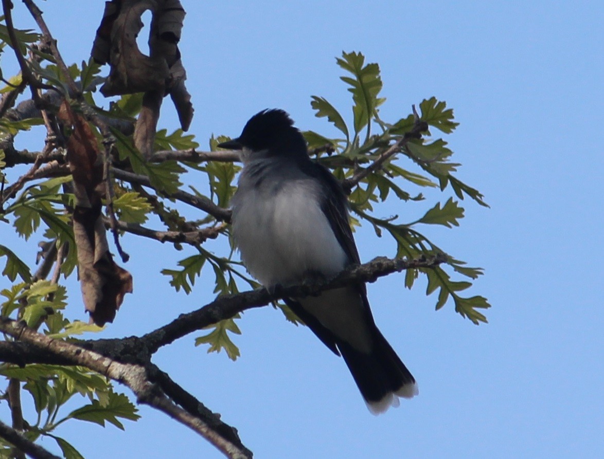 Eastern Kingbird - ML574433861