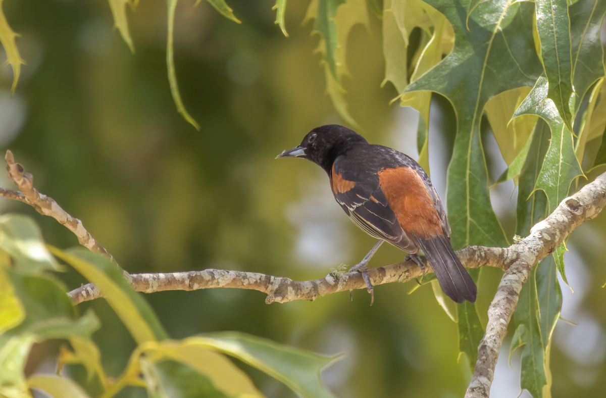 Orchard Oriole - ML574434231