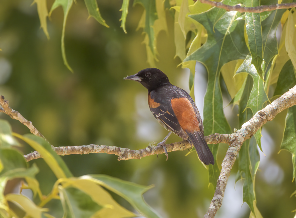 Orchard Oriole - ML574434241
