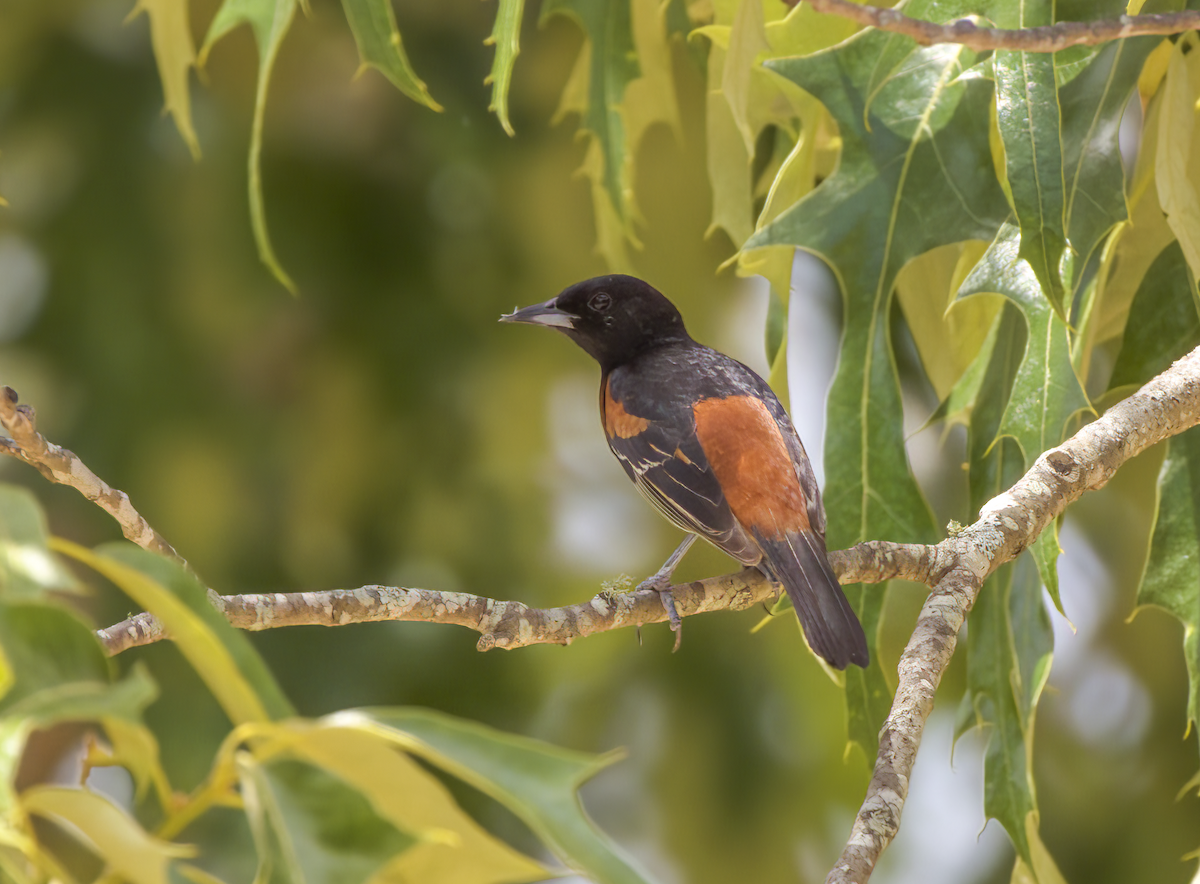 Orchard Oriole - Judy Webb