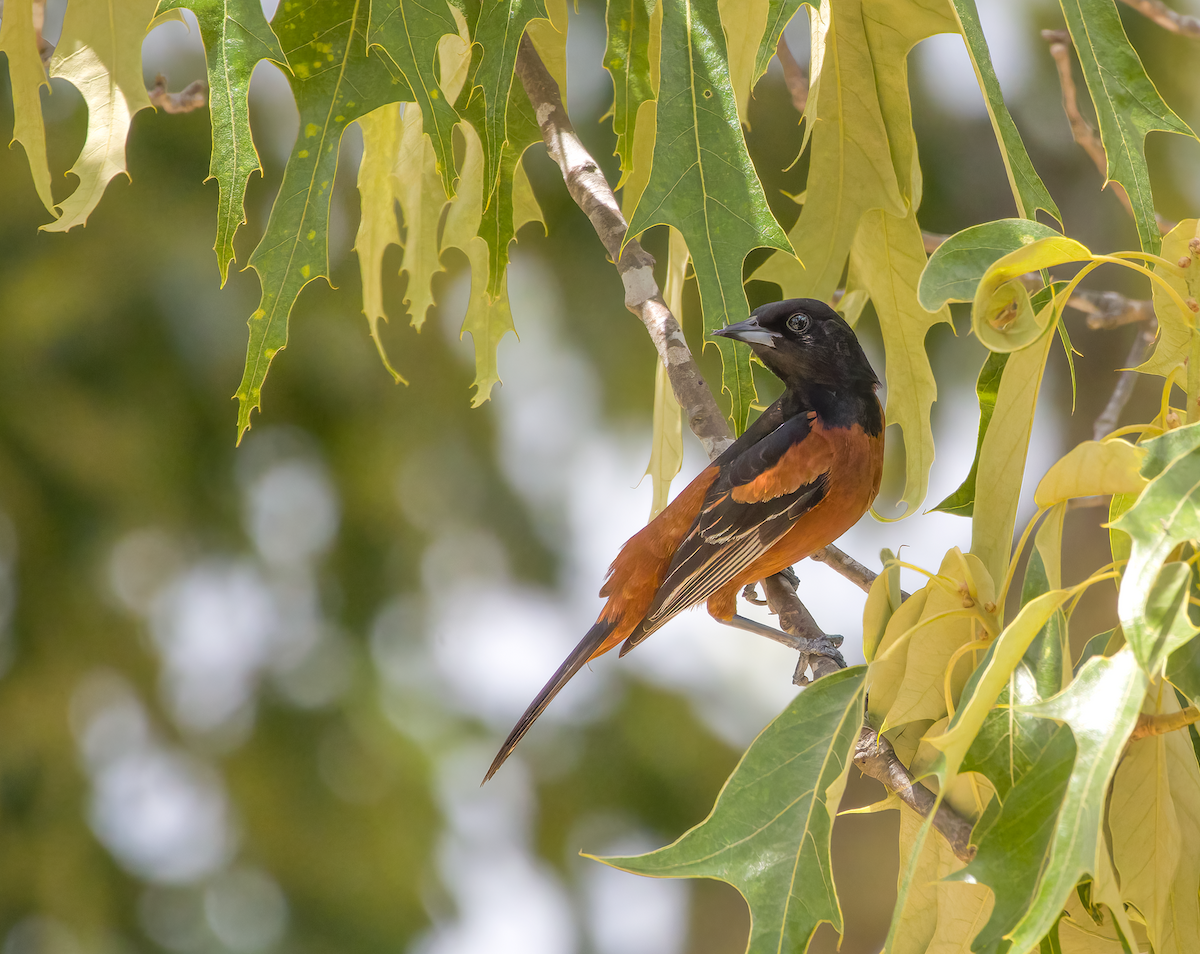 Orchard Oriole - ML574434251