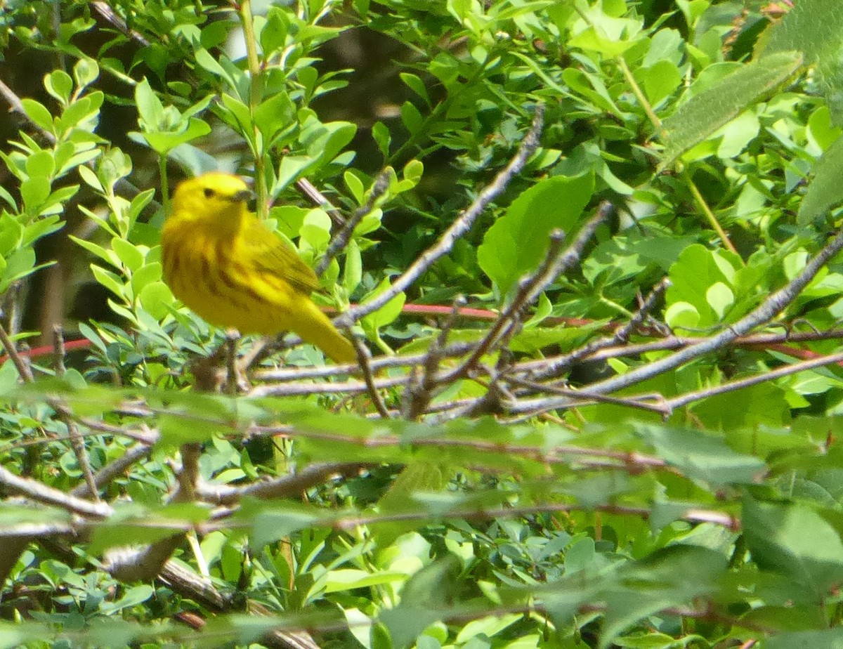 Yellow Warbler - ML574434281