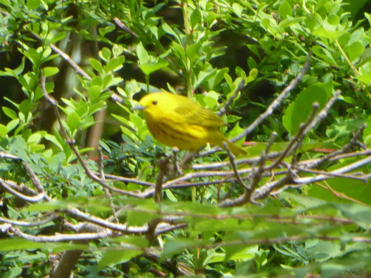 Yellow Warbler - ML574434301
