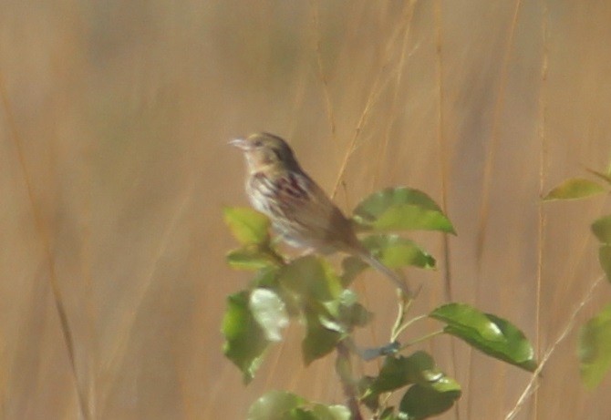 Henslow's Sparrow - David Carlson