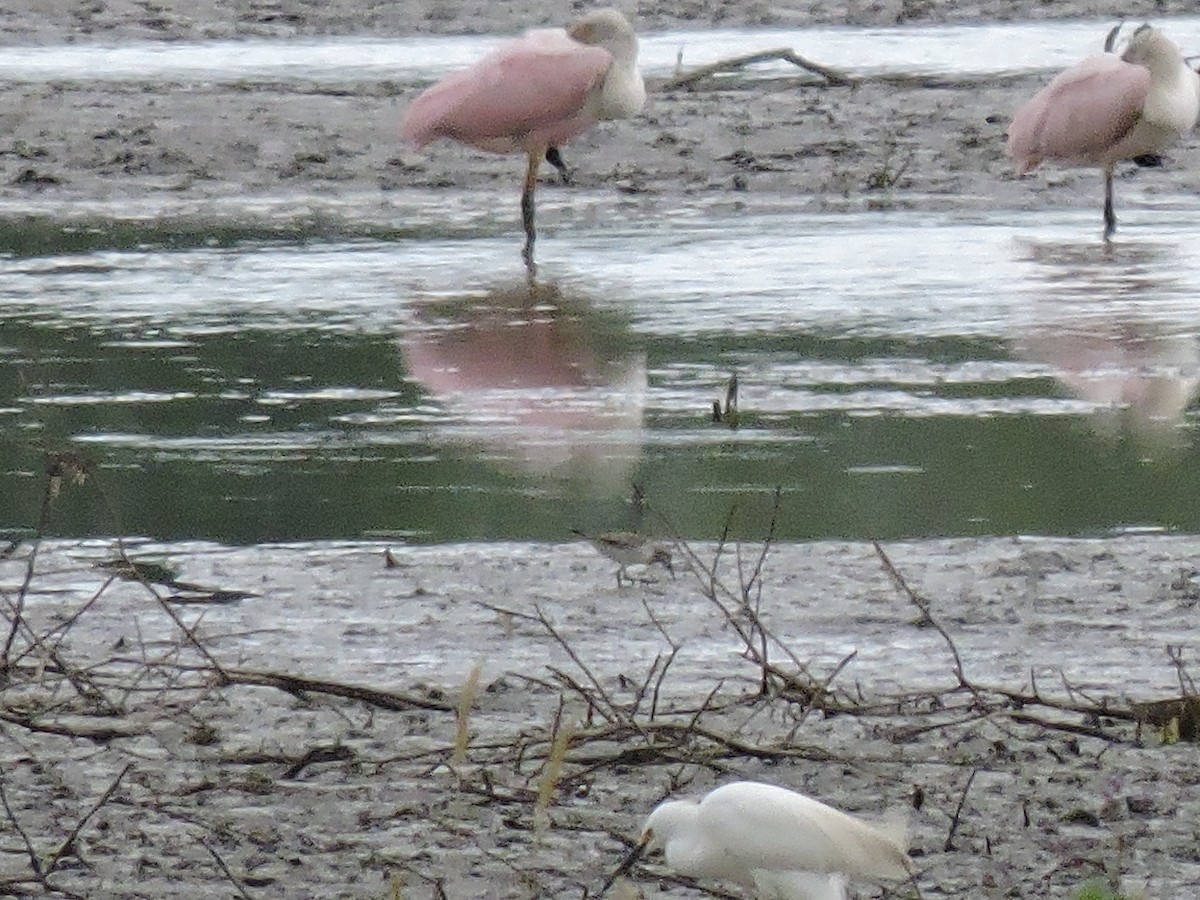 Charadriiformes, unbestimmt - ML57443461