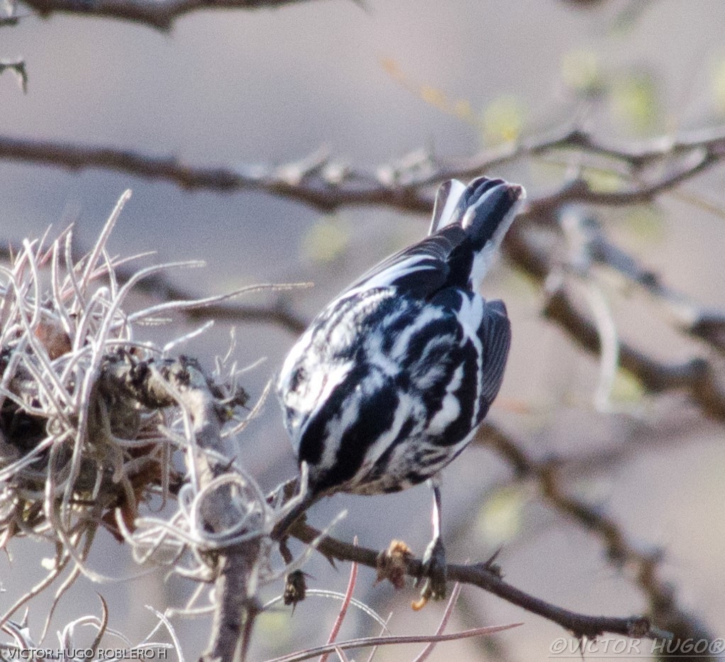 Black-and-white Warbler - ML574436081