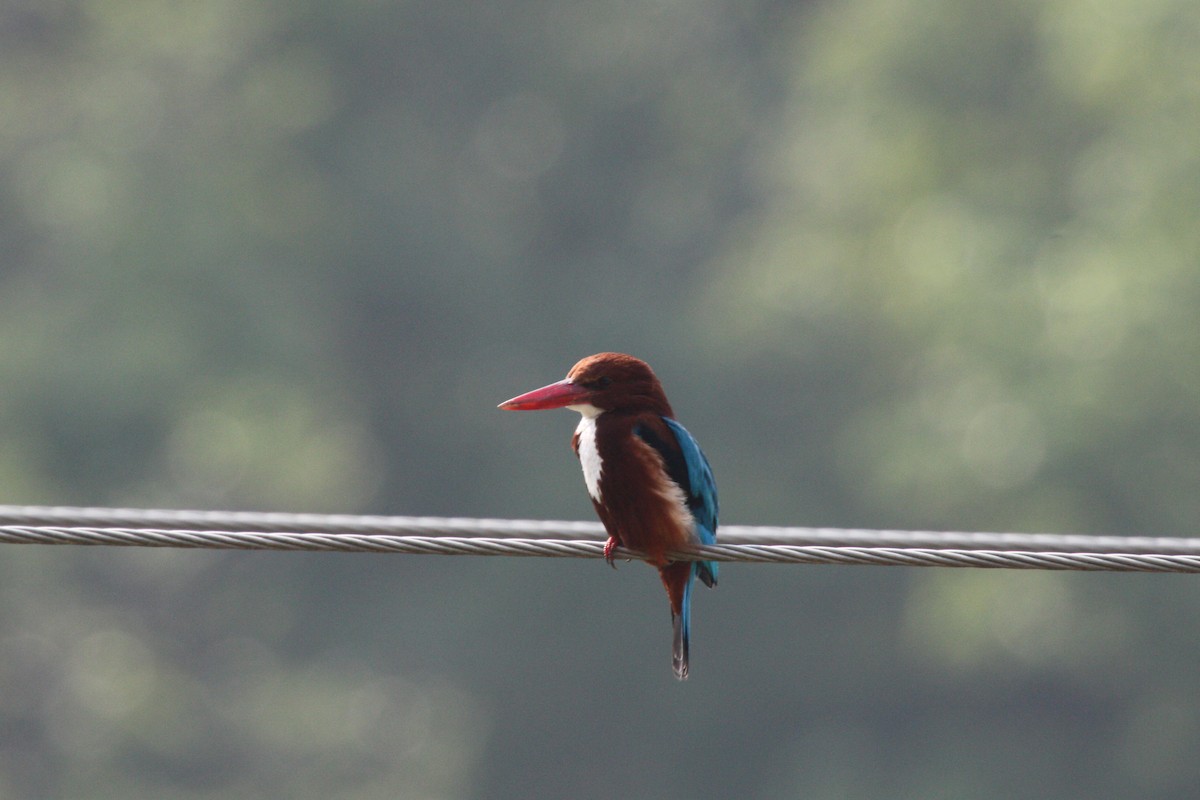 White-throated Kingfisher - Stephen and Felicia Cook
