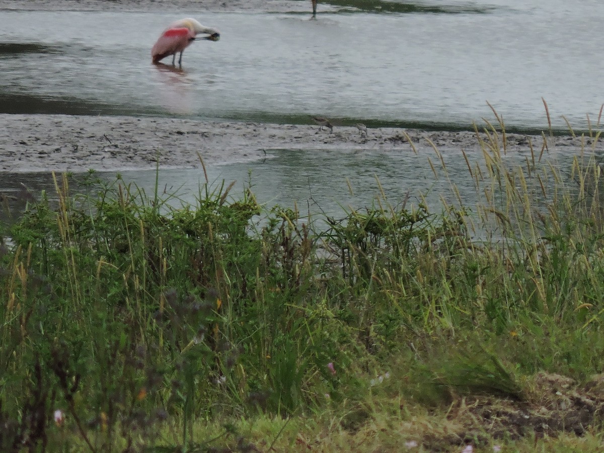 shorebird sp. - ML57443711