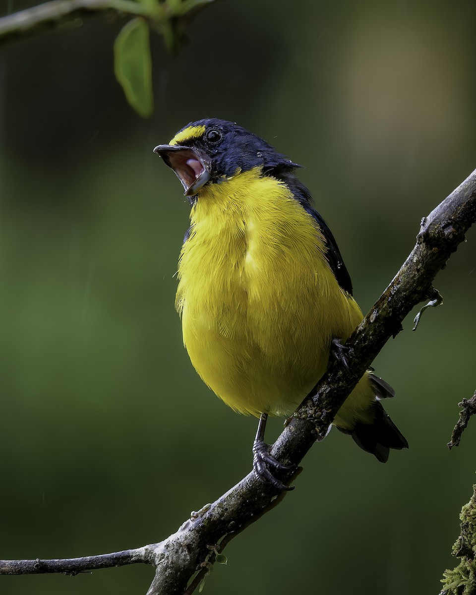 Yellow-throated Euphonia - ML574437651