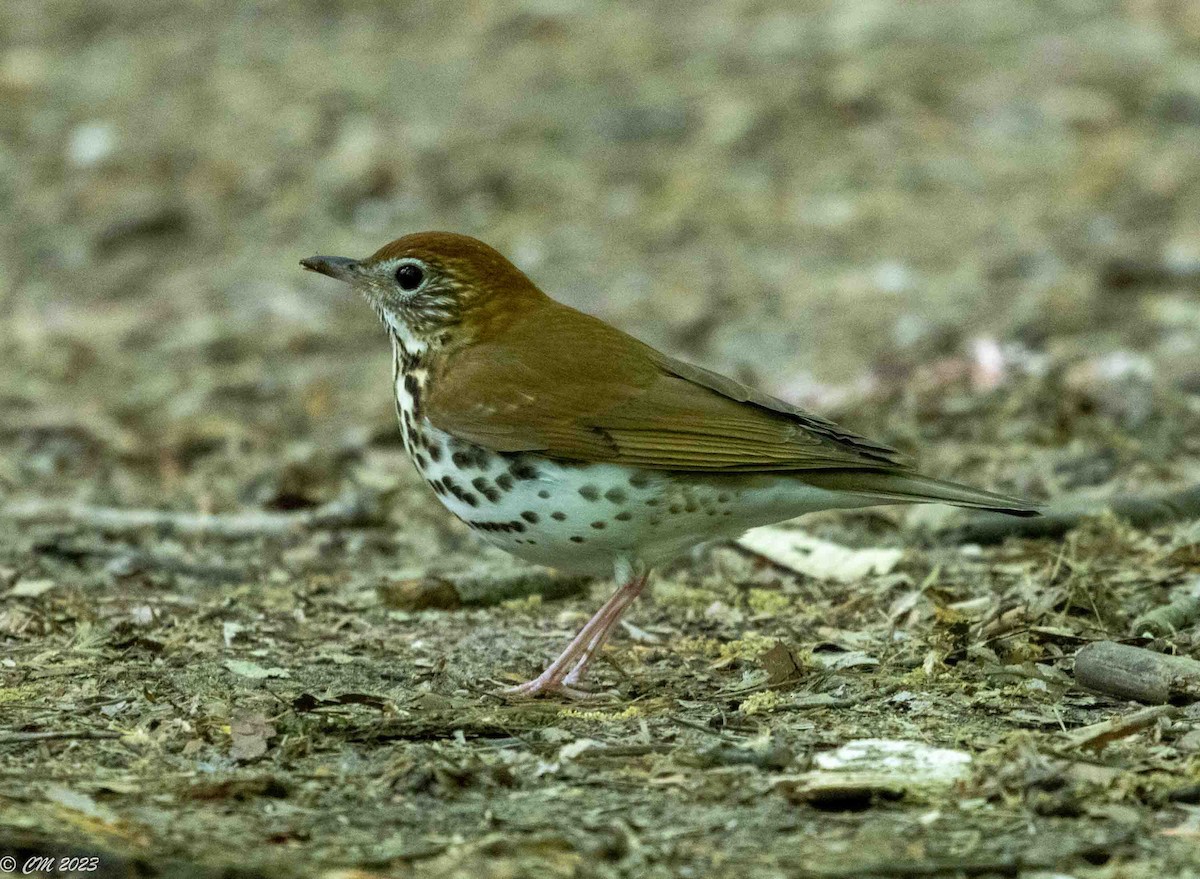 Wood Thrush - ML574437761