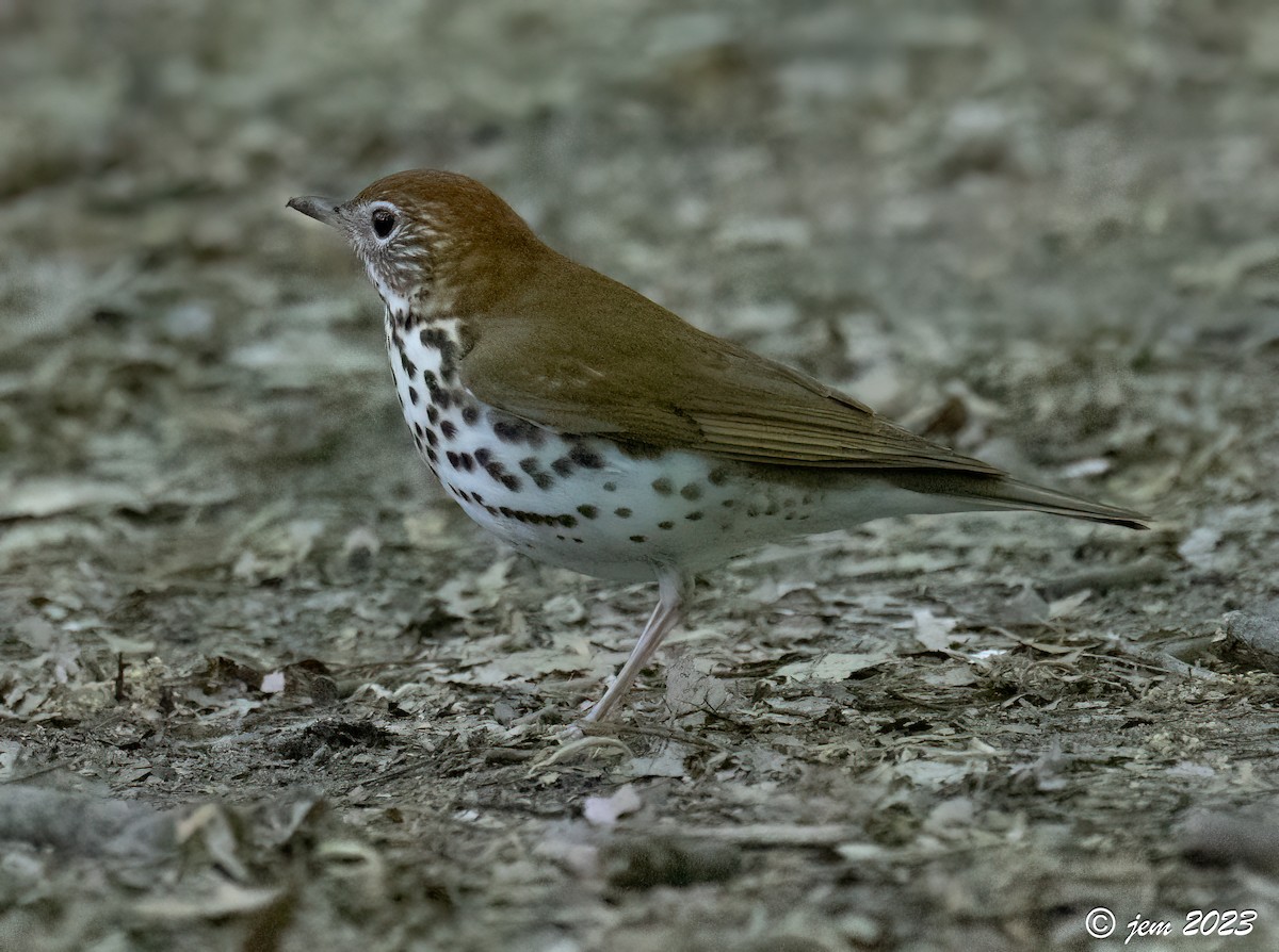 קיכלי יערות - ML574438001