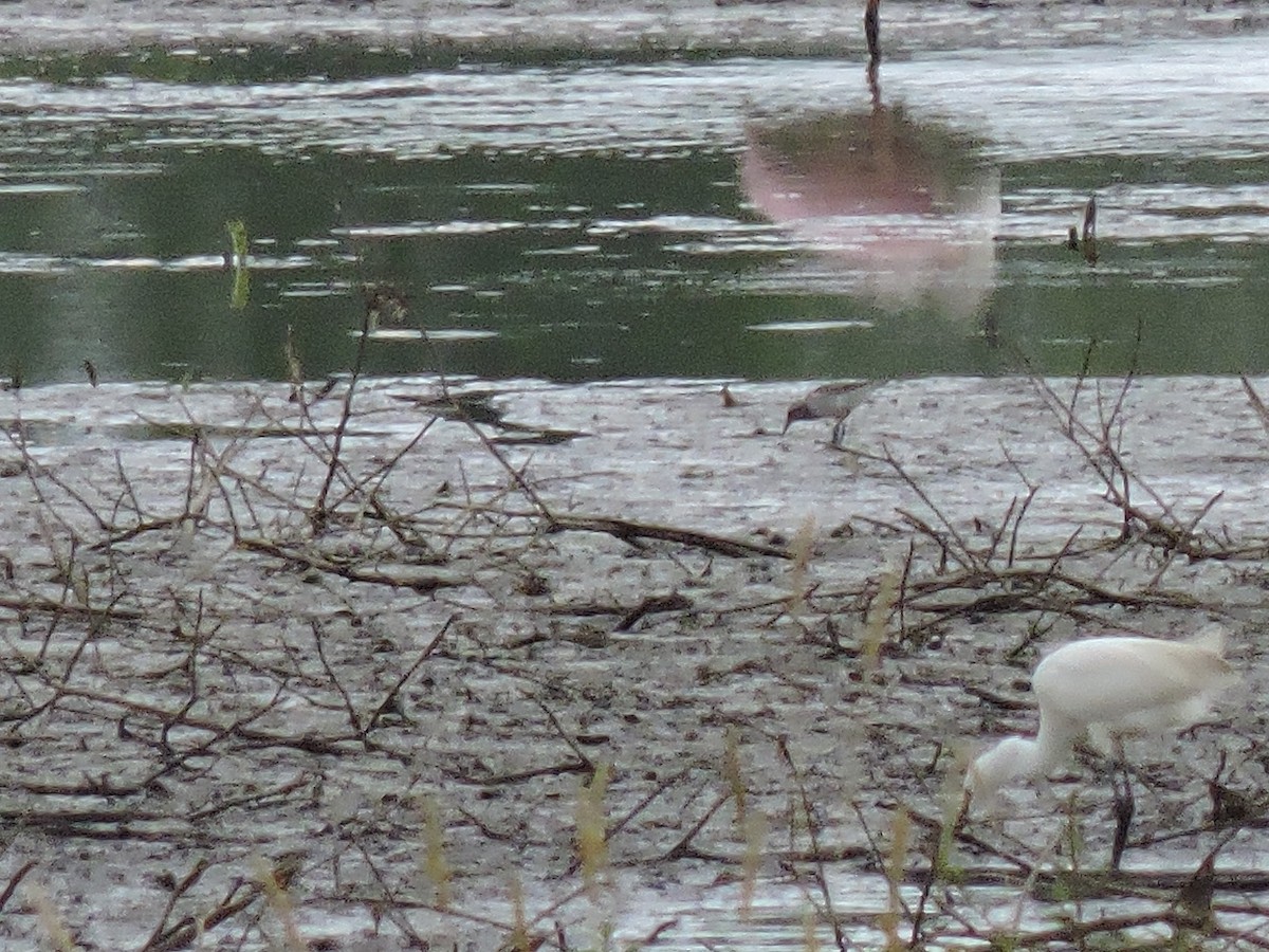 shorebird sp. - ML57443801