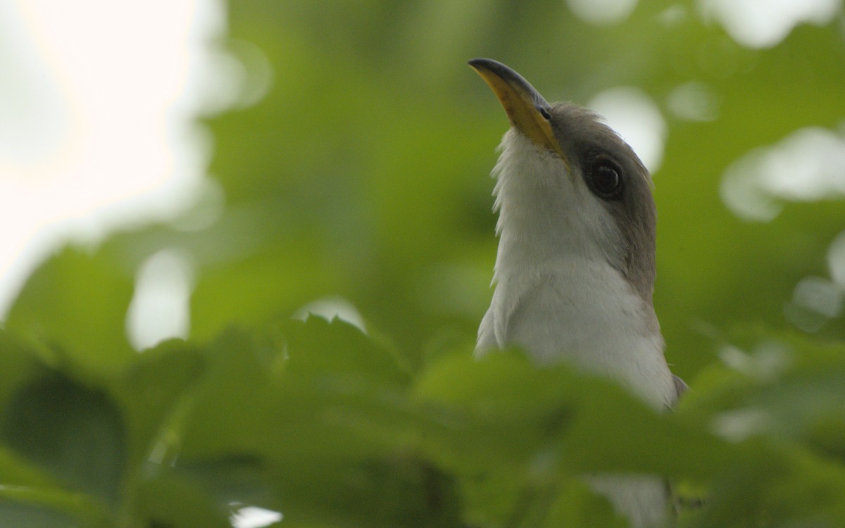 Yellow-billed Cuckoo - ML574438621