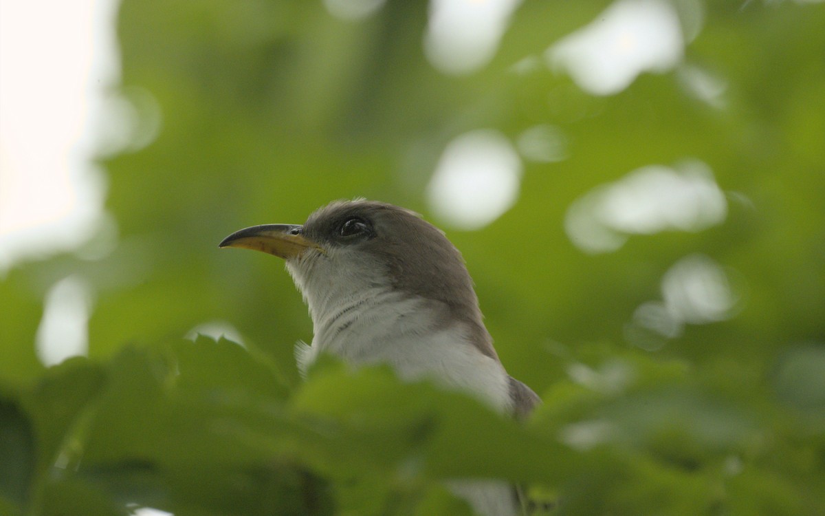 Yellow-billed Cuckoo - ML574438631