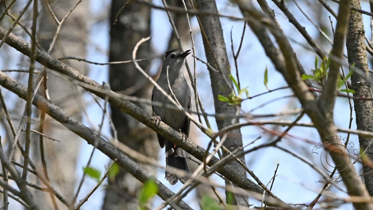 Gray Catbird - ML574441371