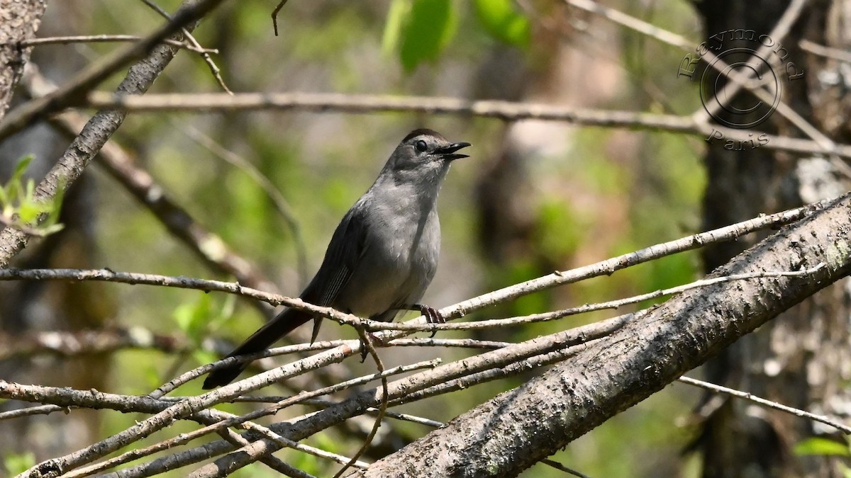 Gray Catbird - ML574441611