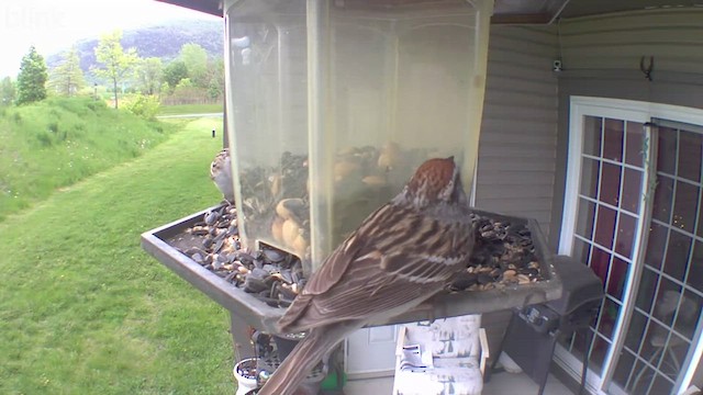 Chipping Sparrow - ML574442061